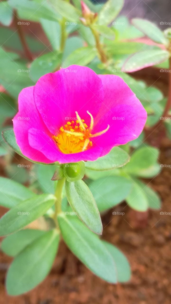 Dubai Rose flower