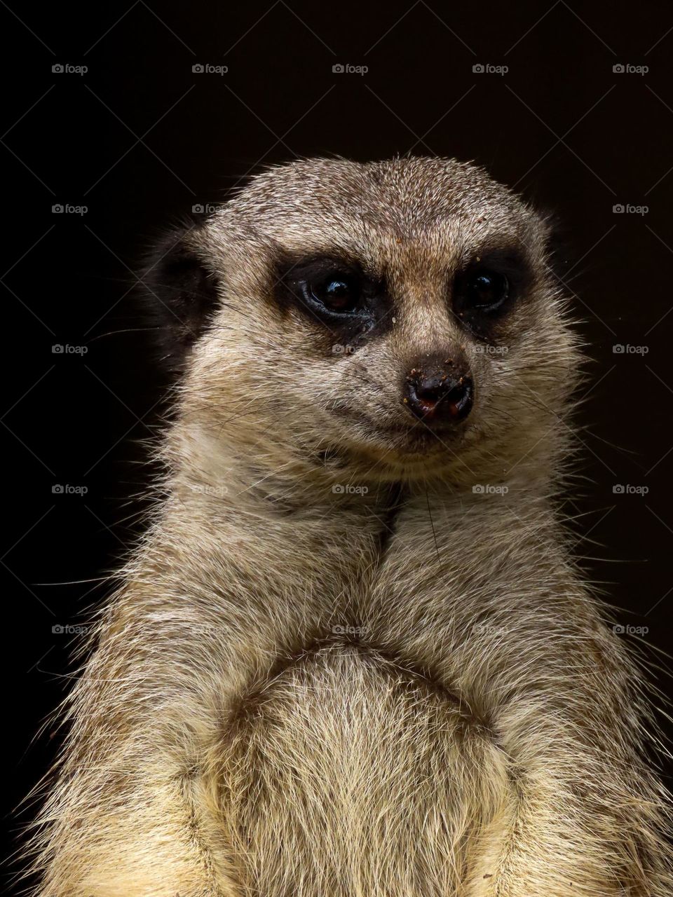 Meerkat