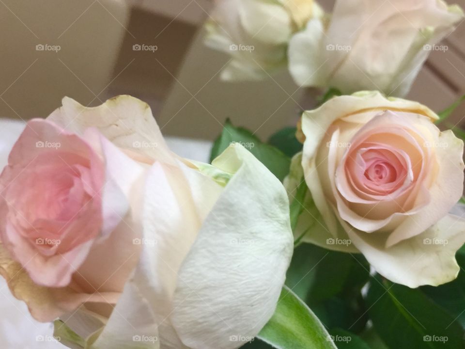 Pale pink roses 