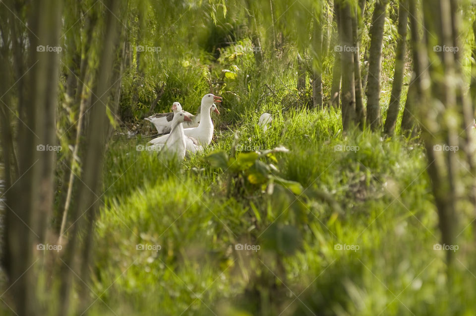Family of ducks in lake with trees and grass