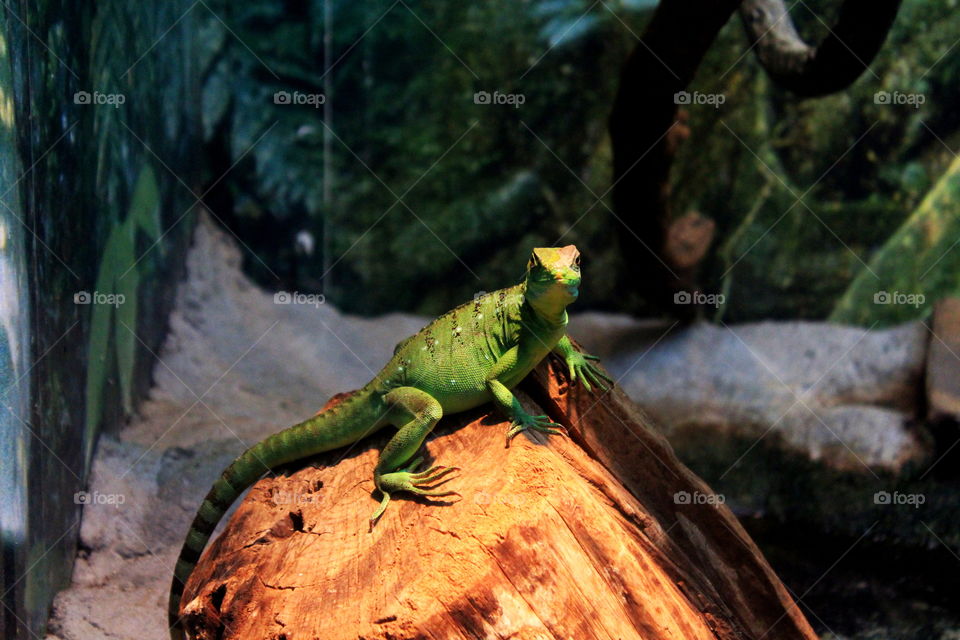 This is a green lizard taking it easy on a log at the Newport Aquarium in Kentucky.