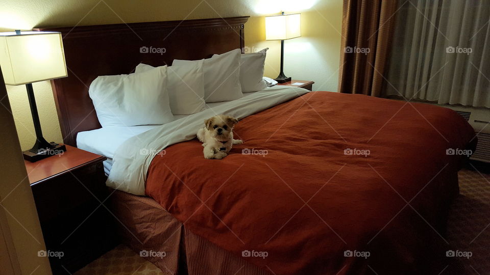 doggie hotel