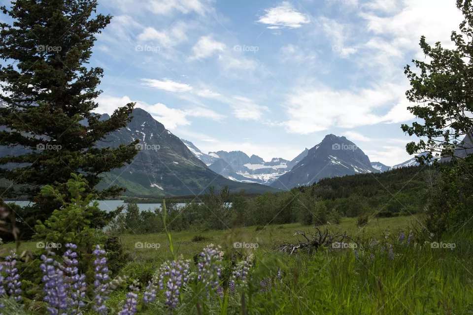 A Beautiful Mountain Landscape With Flowers