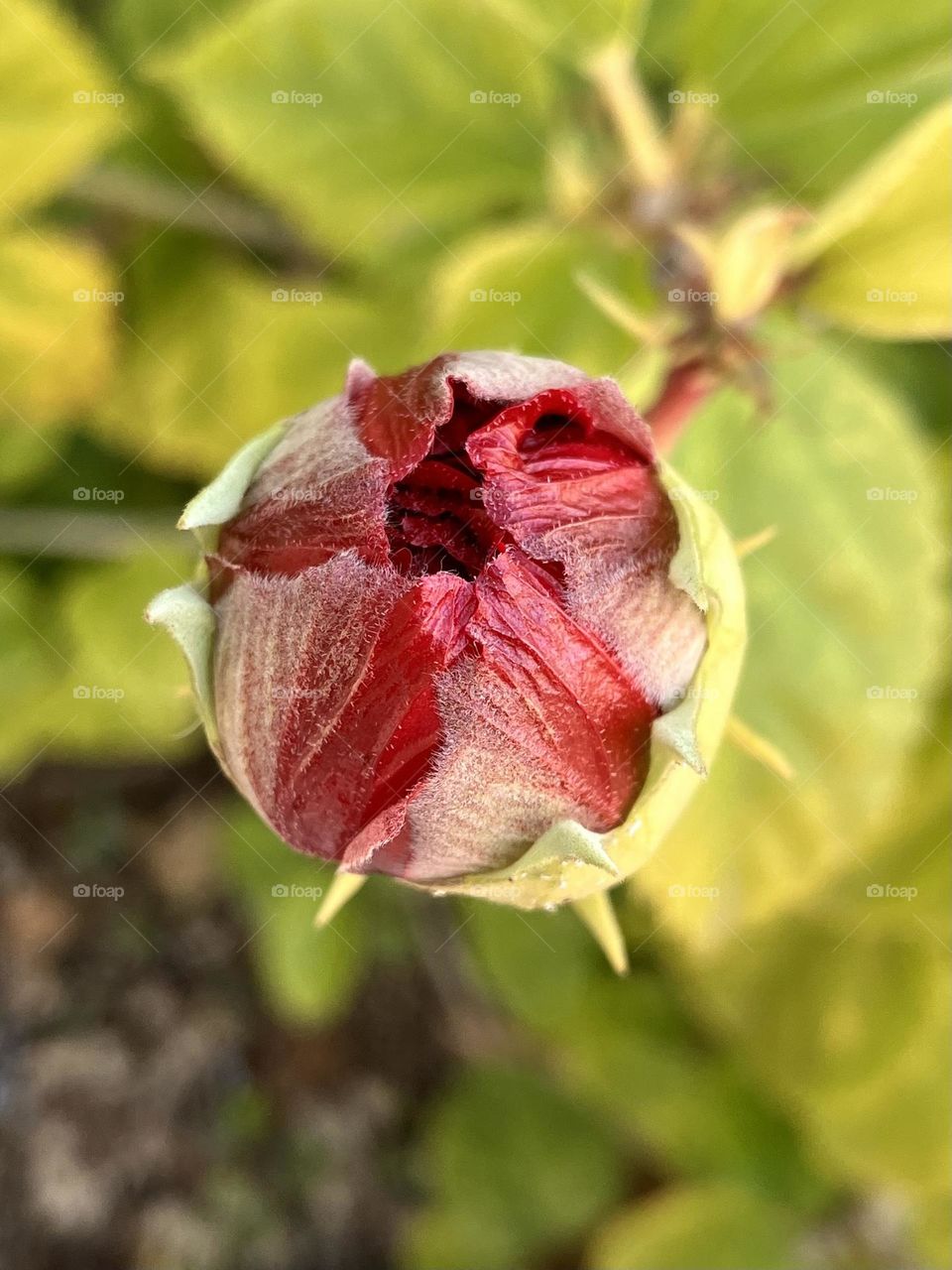 Red hibiscus bud 