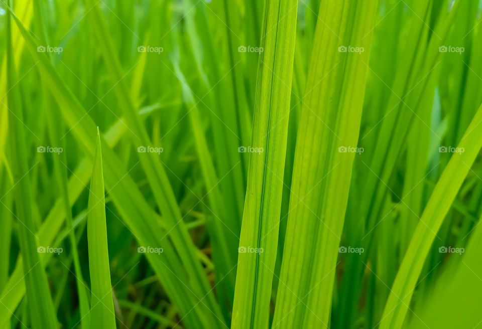 green rice plants that thrive in the fields.