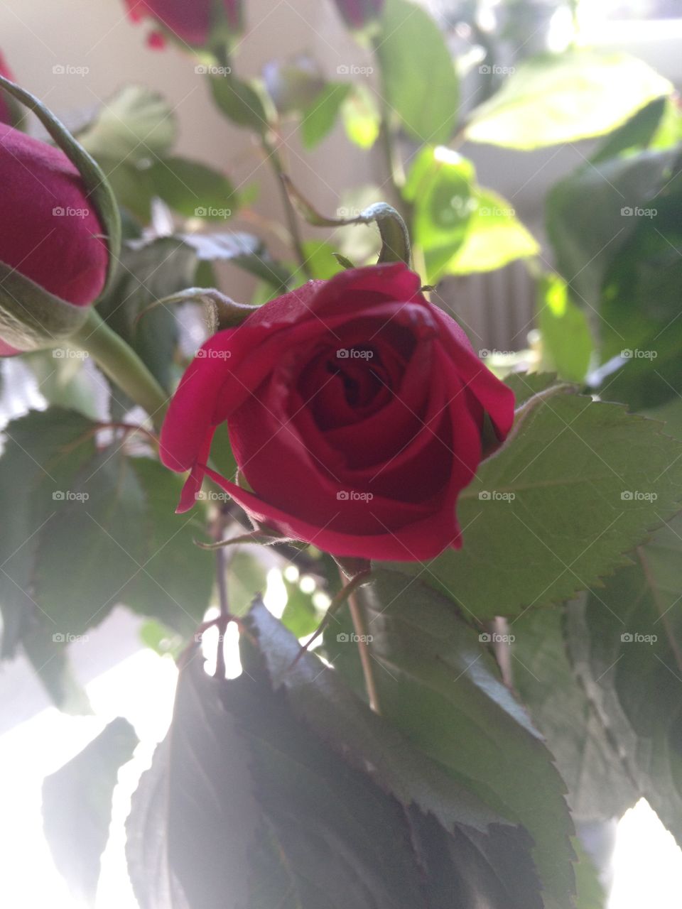 Rose. Rose