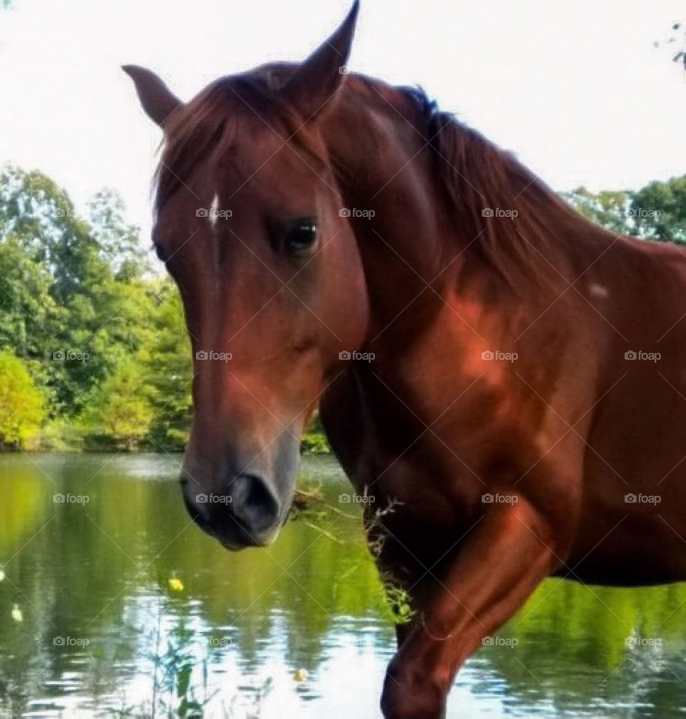 A reddish brown horse prancing near a small lake. 