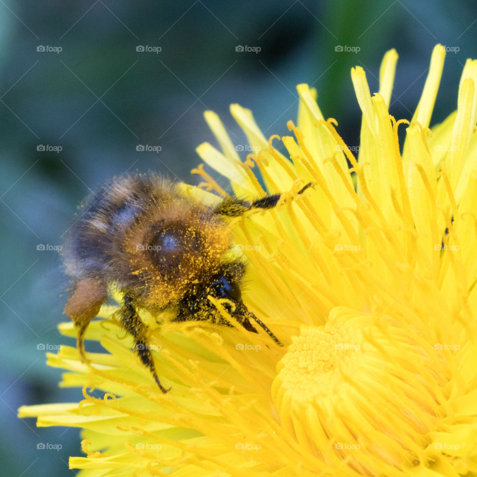 macro photo of a small bee collecting pollen