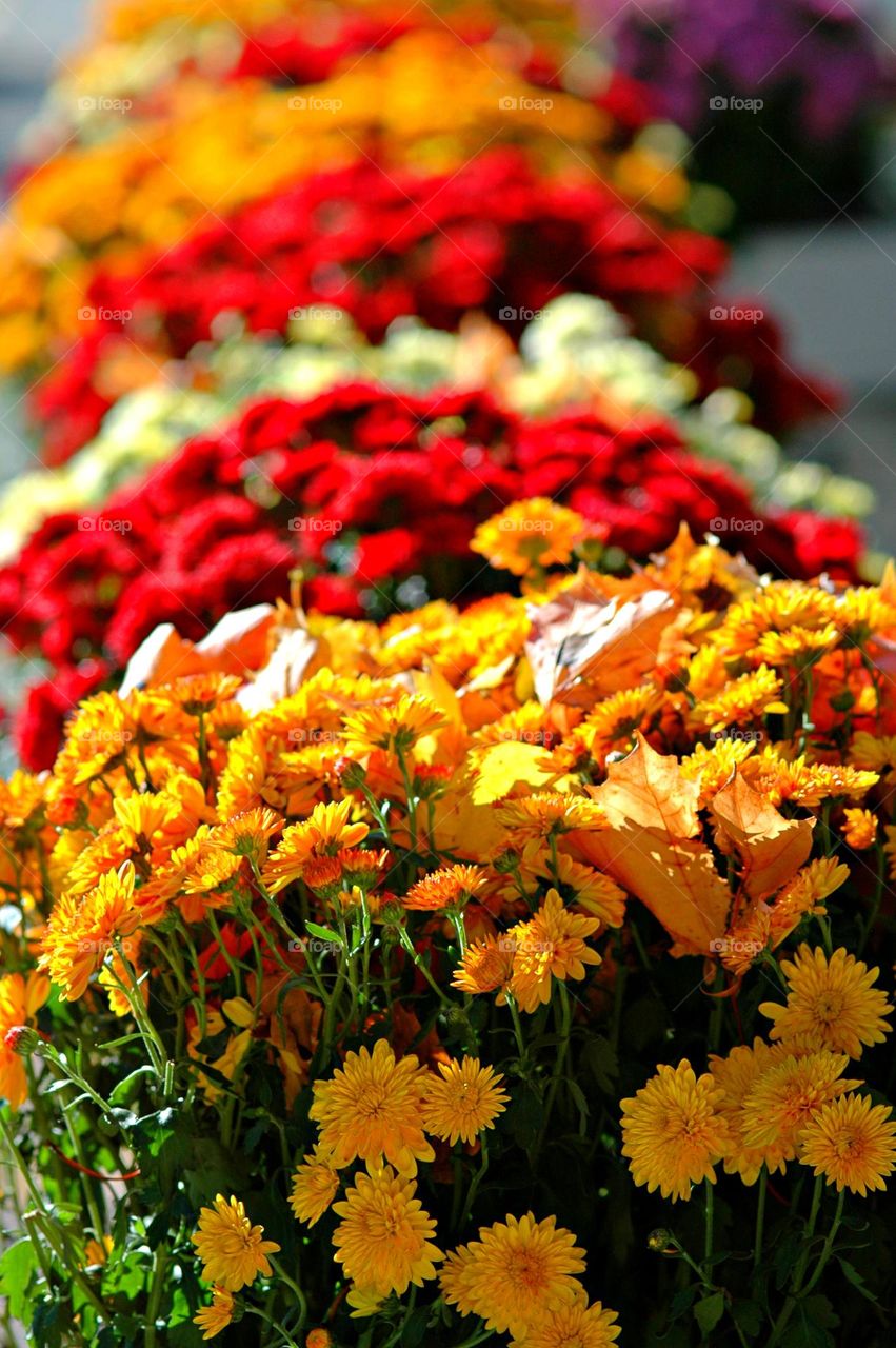 Battle: Summer vs Fall - If Chrysanthemum (Queen of Fall Flowers) have appeared it must be fall: those stunning golds, pinks and burgundies,the tight petals on blooms are so numerous they practically hide the plant's foliage