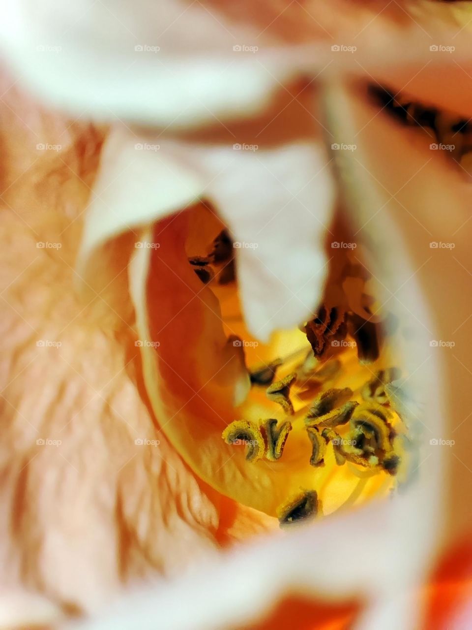 Macro photo of a flower growing in the garden