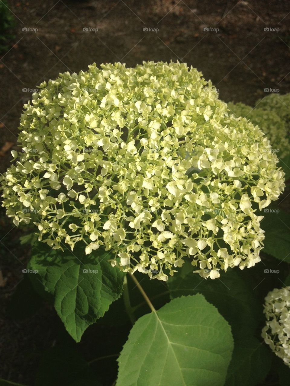 Young Hydrangea