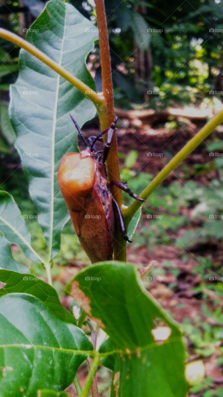 This insect when it is annoyed gives off an odor