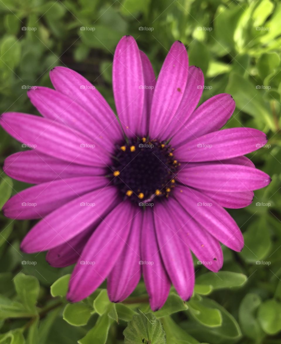 Purple flower