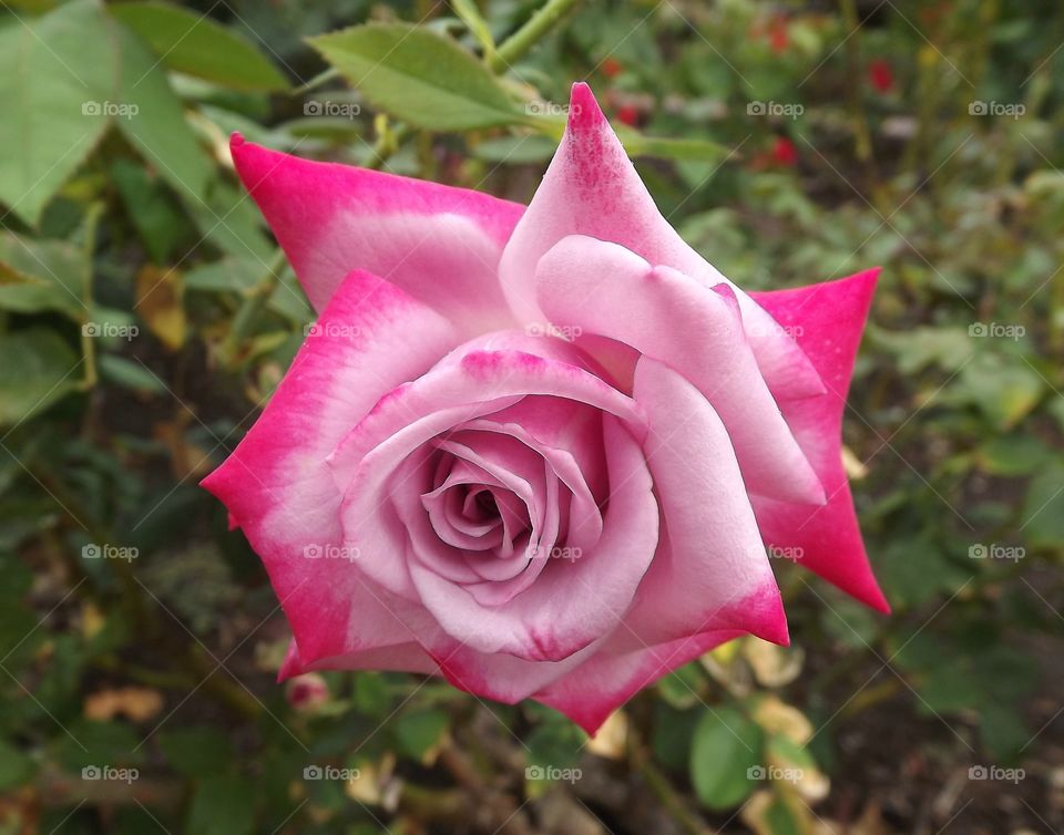 White and Pink Rose. I took this photo at a rose garden in Balboa Park. 
