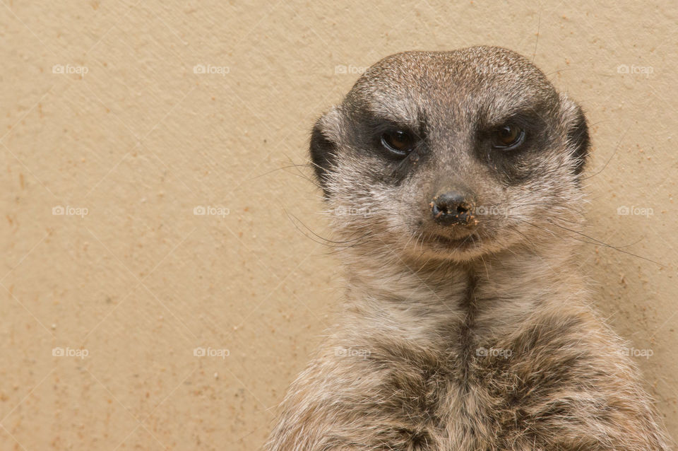 Portrait of a meerkat