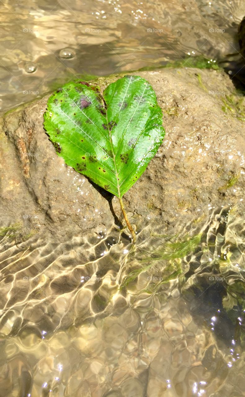 Leaf on the river