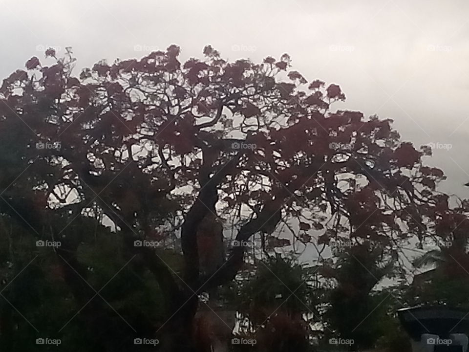 Tree flower