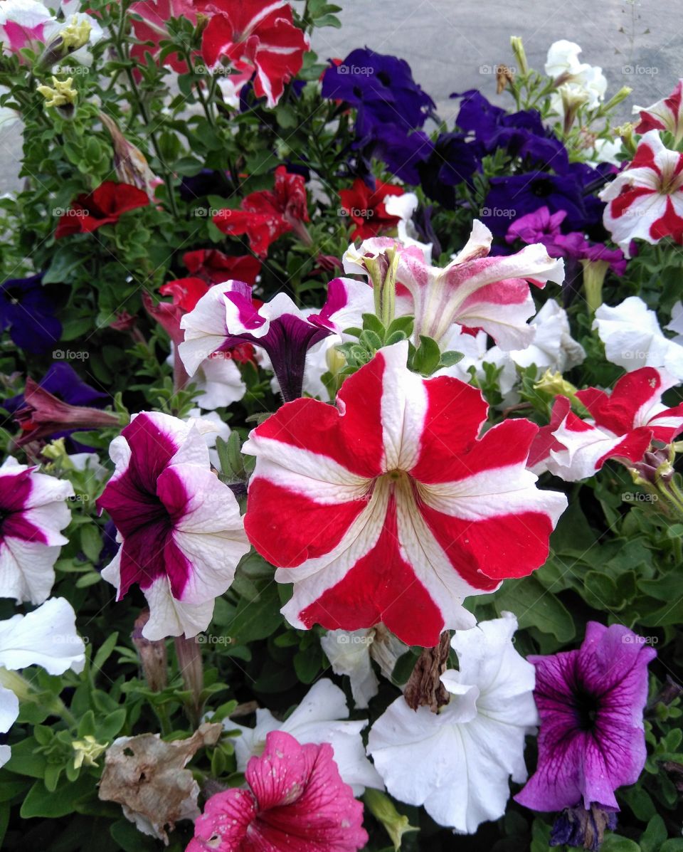 colorful flowers growing in the flowerbeds summer time street art