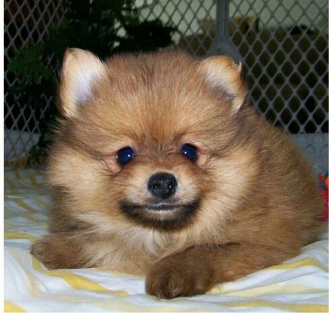 Close-up of puppy