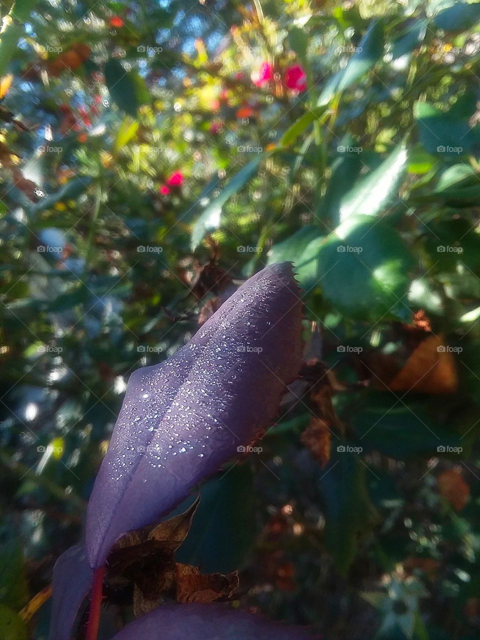 Dew Covered Leaves