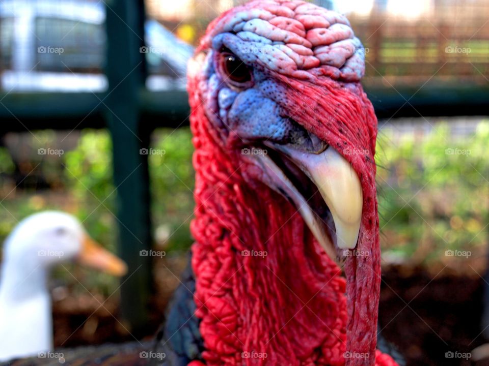 An angry looking turkey