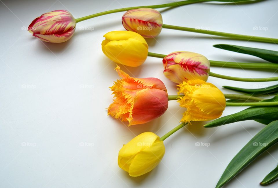 colorful tulips flowers on a white background