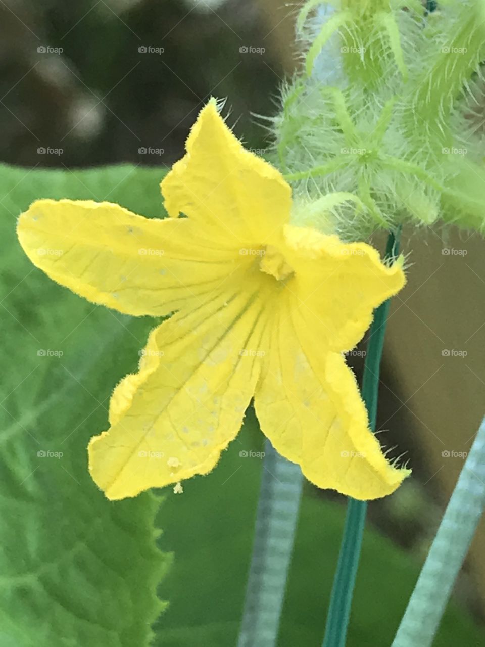 Cucumber flower yellow 