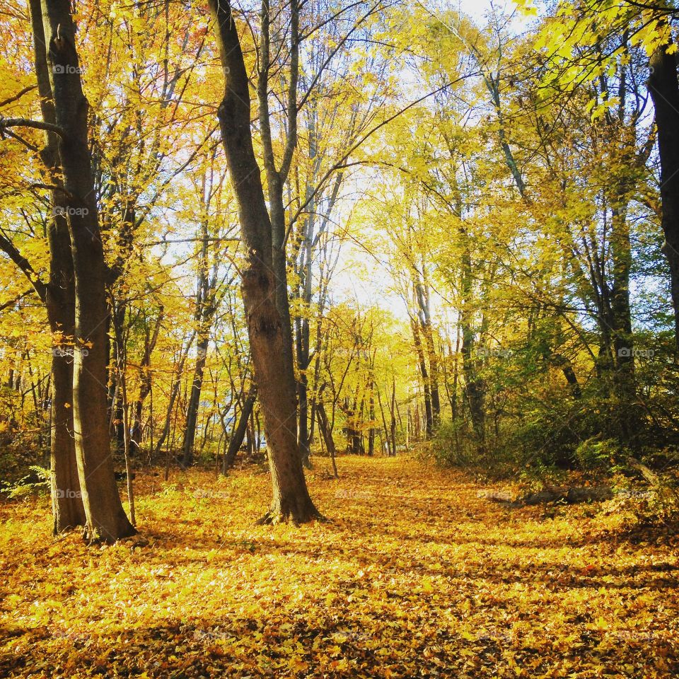 Fall walk in the woods 