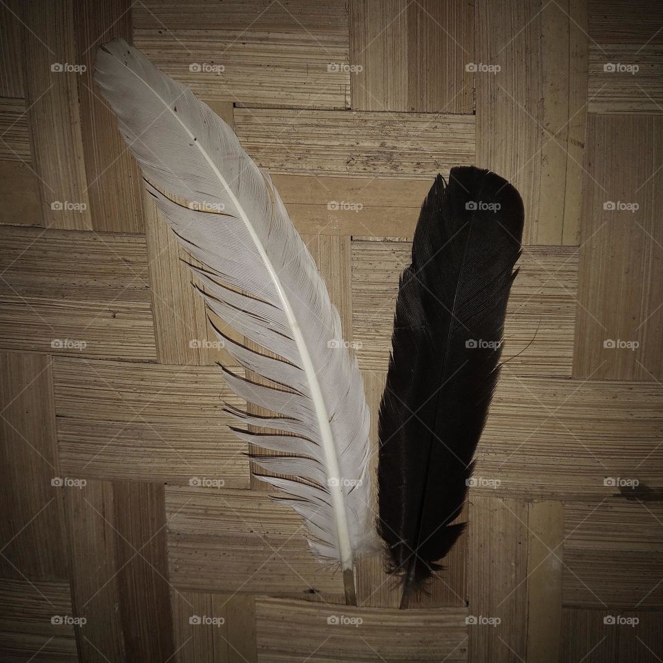 Feather black and white