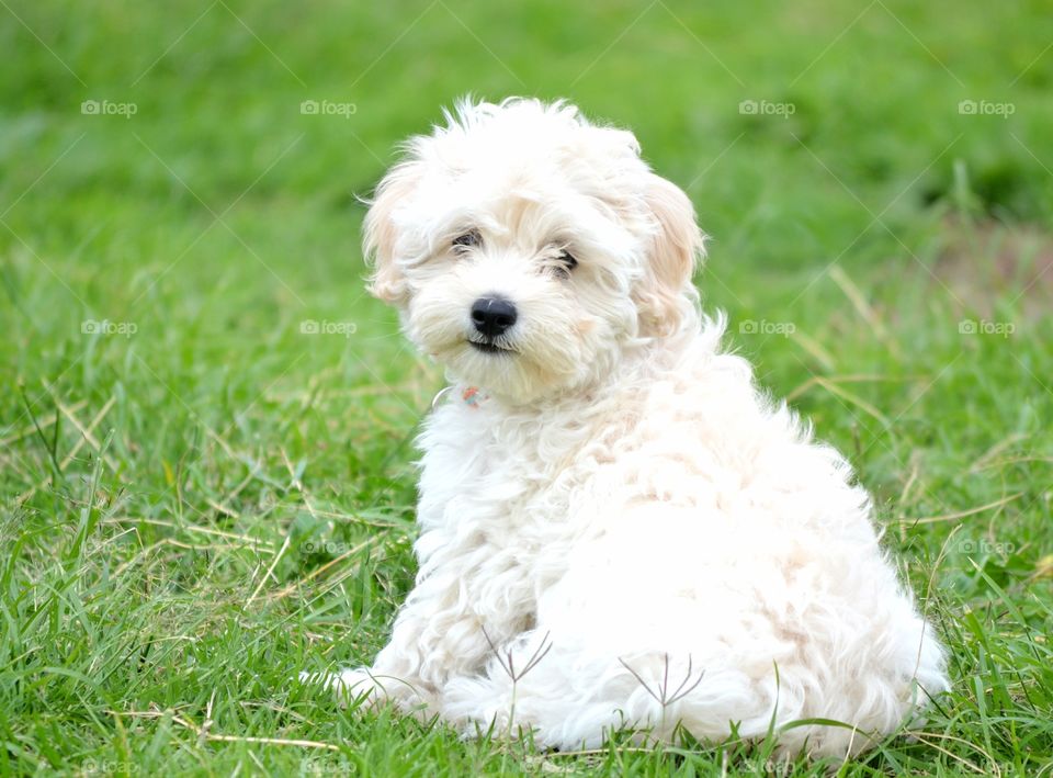White puppy sitting on grassy field