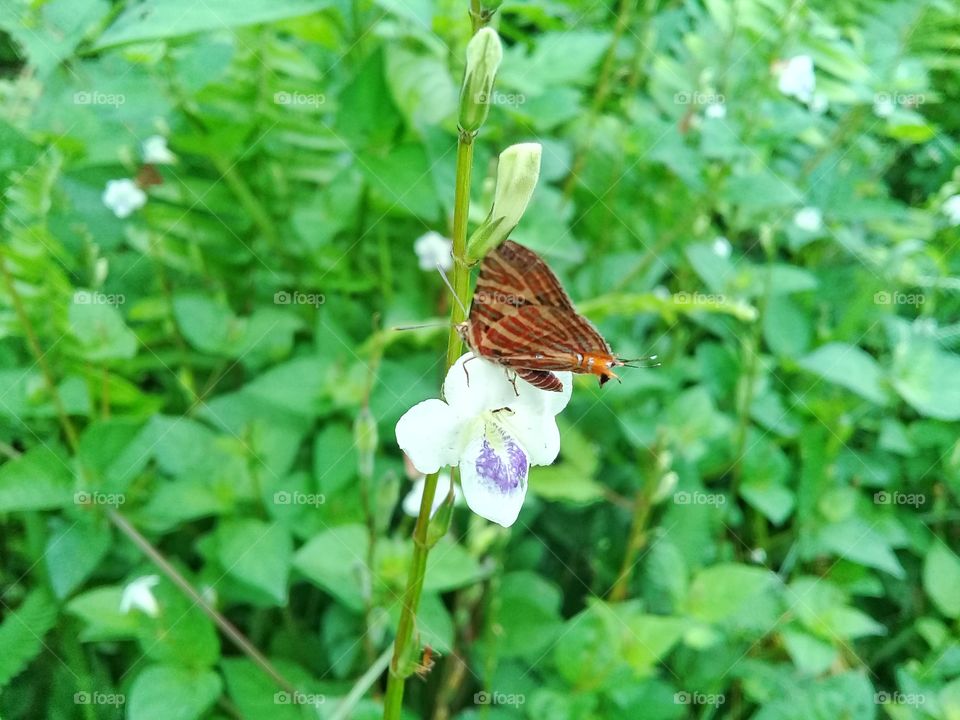 Brown butterflies are sucking the flower essence, in Kalimantan Indonesia