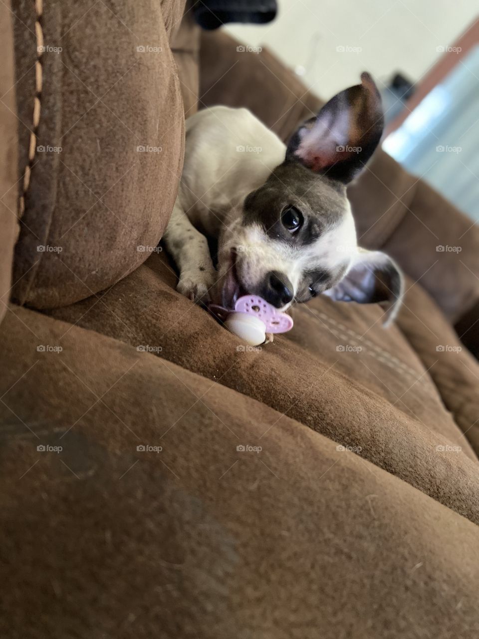 Puppy playing with a babies pacifier 