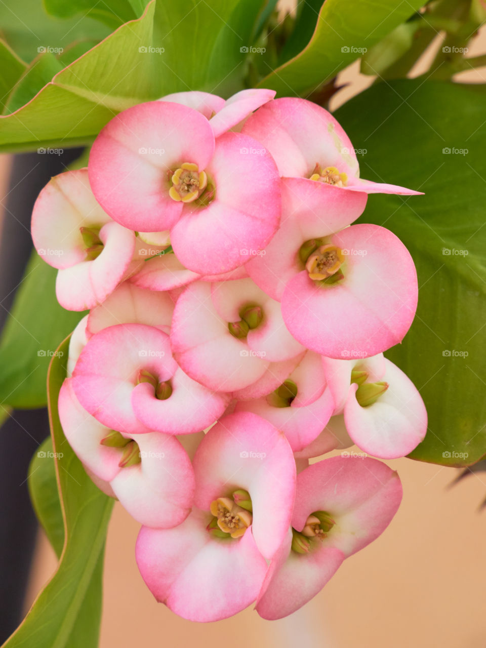 Preciosas flores rosadas y blancas en tonos degradados con fondo de hojas verdes tomadas en primer plano