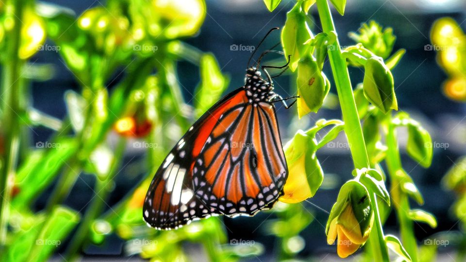 Nature, Butterfly, Insect, No Person, Garden