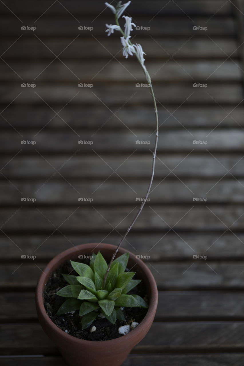 Succulent on a patio table.