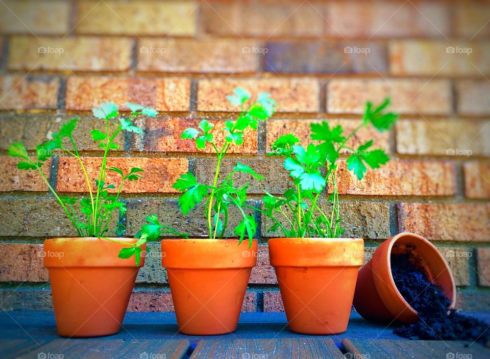 Parsley Pots