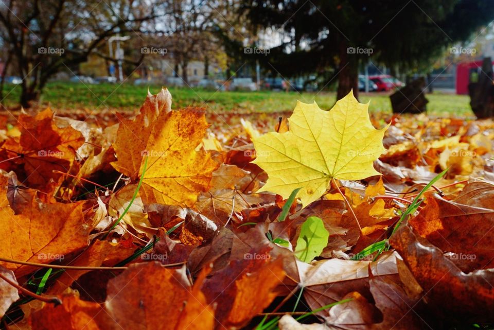 Autumn#season#leaves#colors