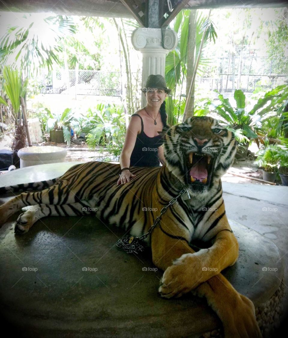 Tiger - Phuket Zoo