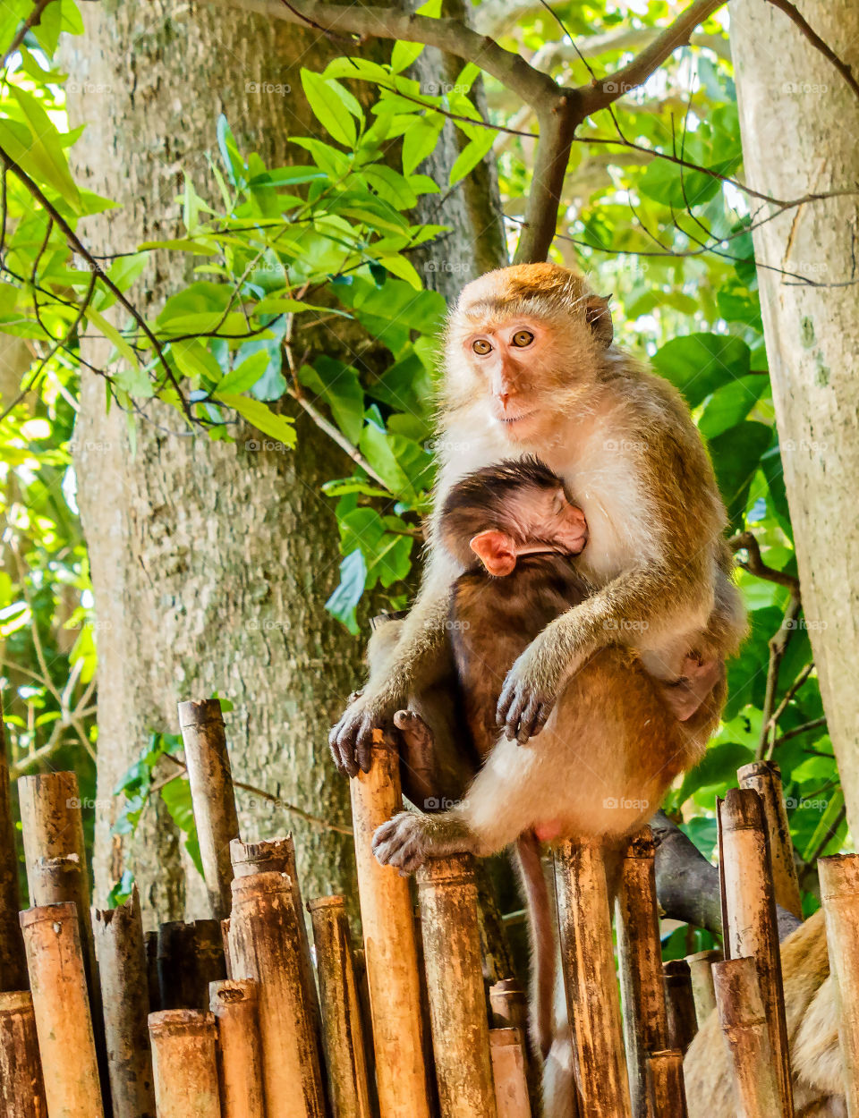 lovely mother and baby Asian monkeys