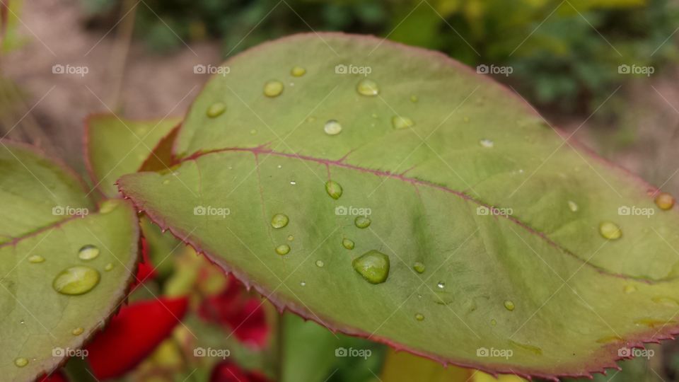 Rain drops on a leaf