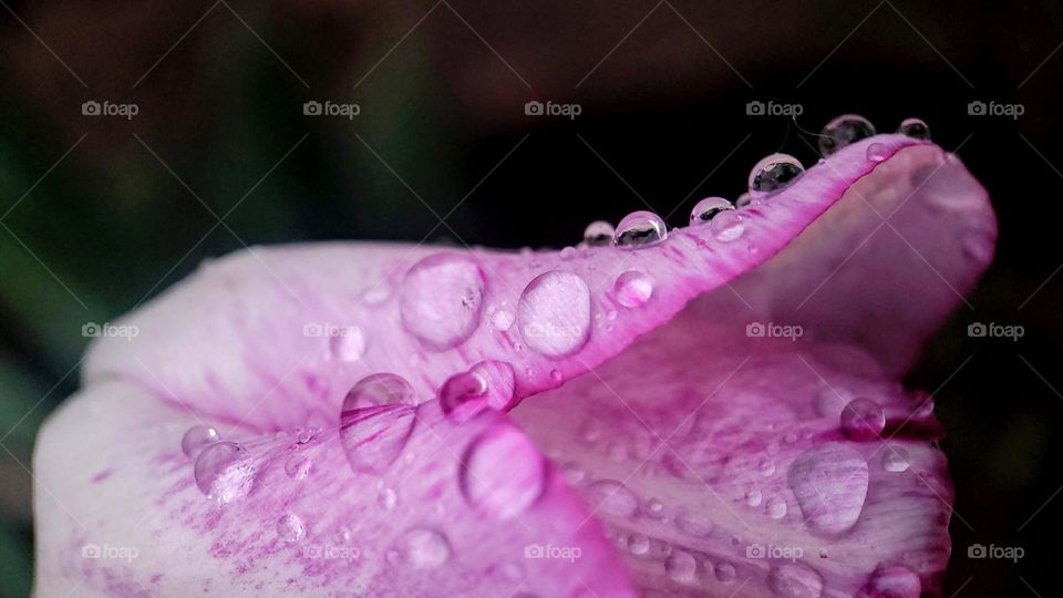 Pink Flower petal with drops of rain