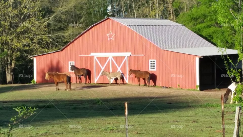 morning at the Barn