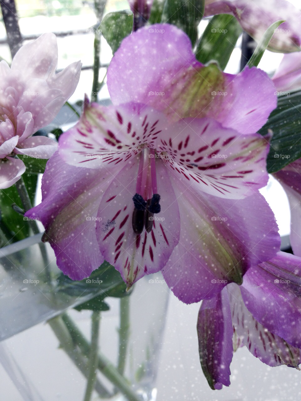 snow pollen pink flower by jmh