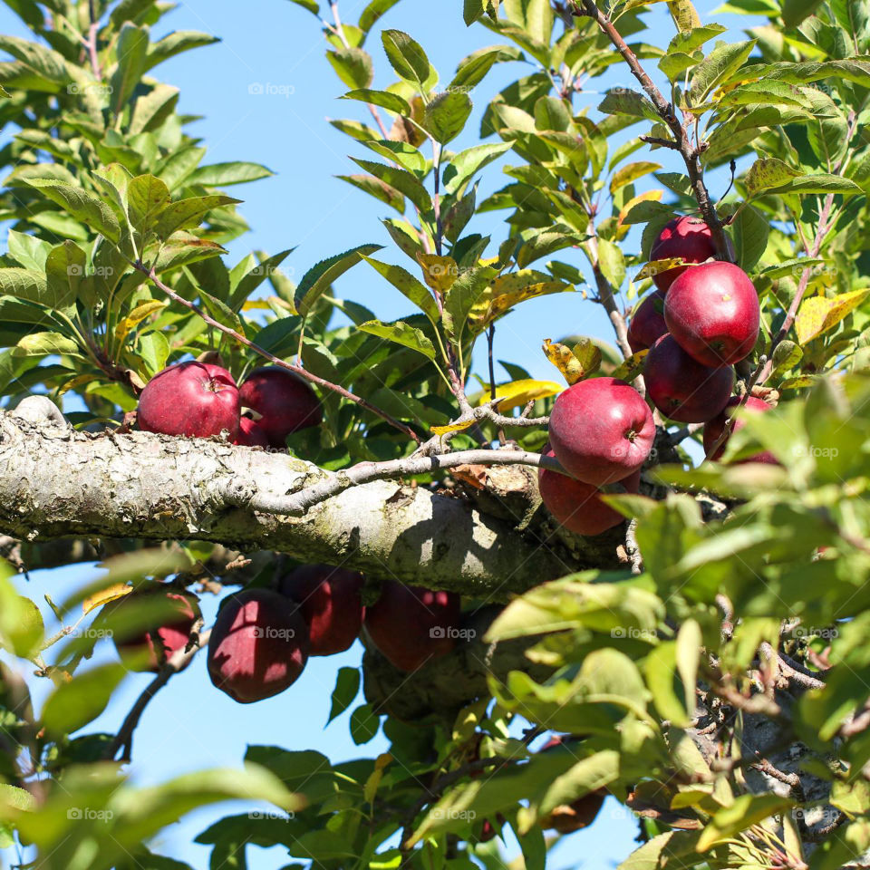 Red Apple Tree in apple orchard 