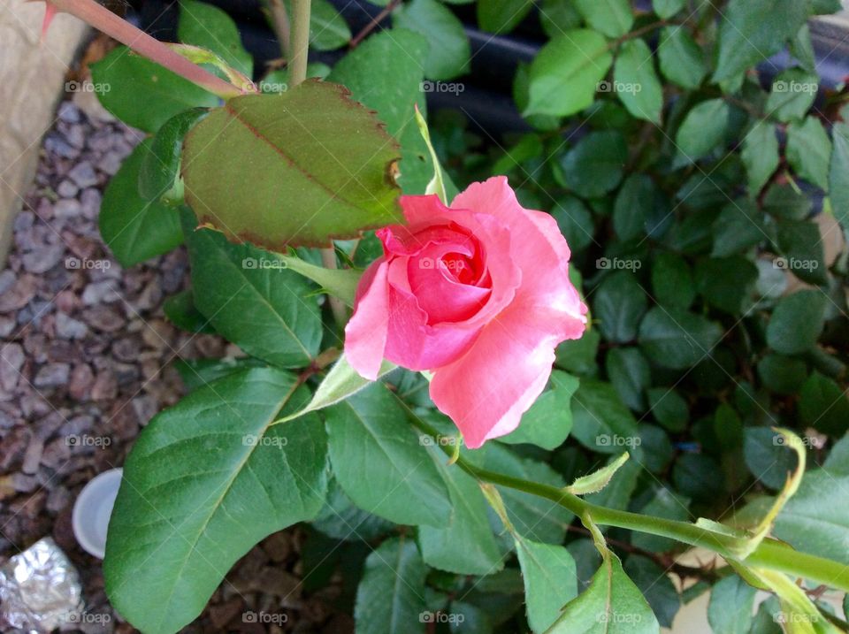 Rose Bud