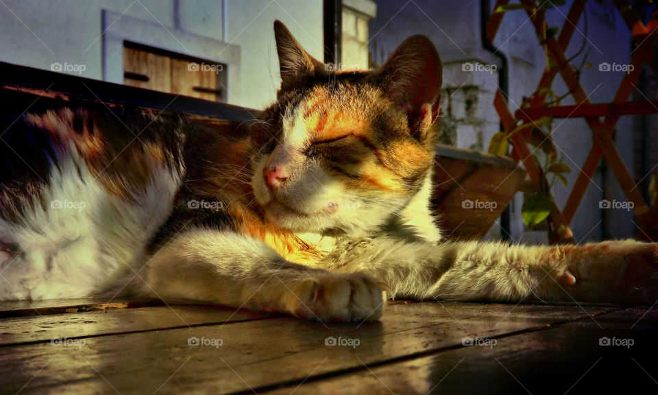 table sun relax cat by igor.zikovic