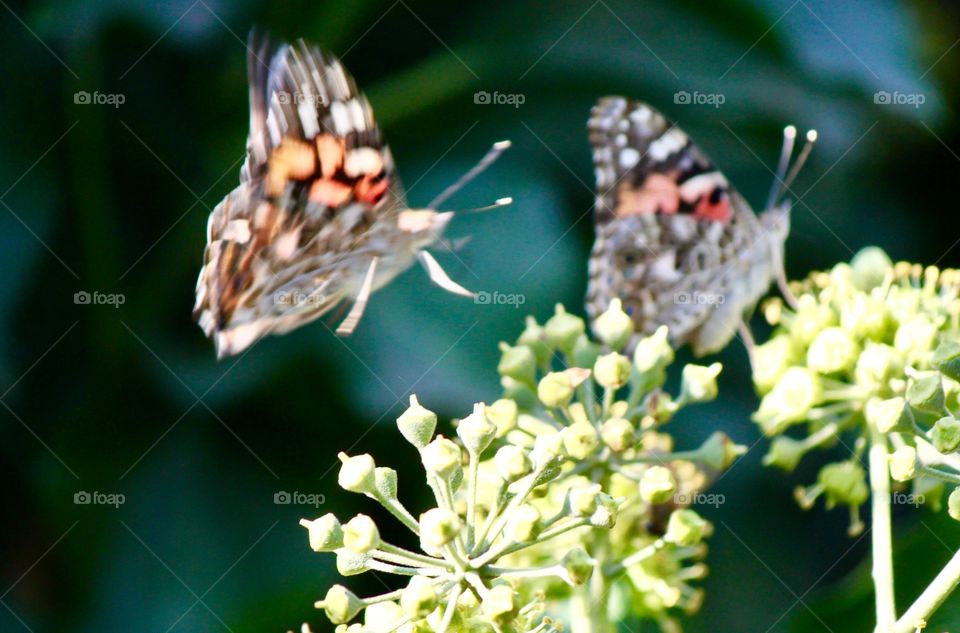 Butterfly in flight 