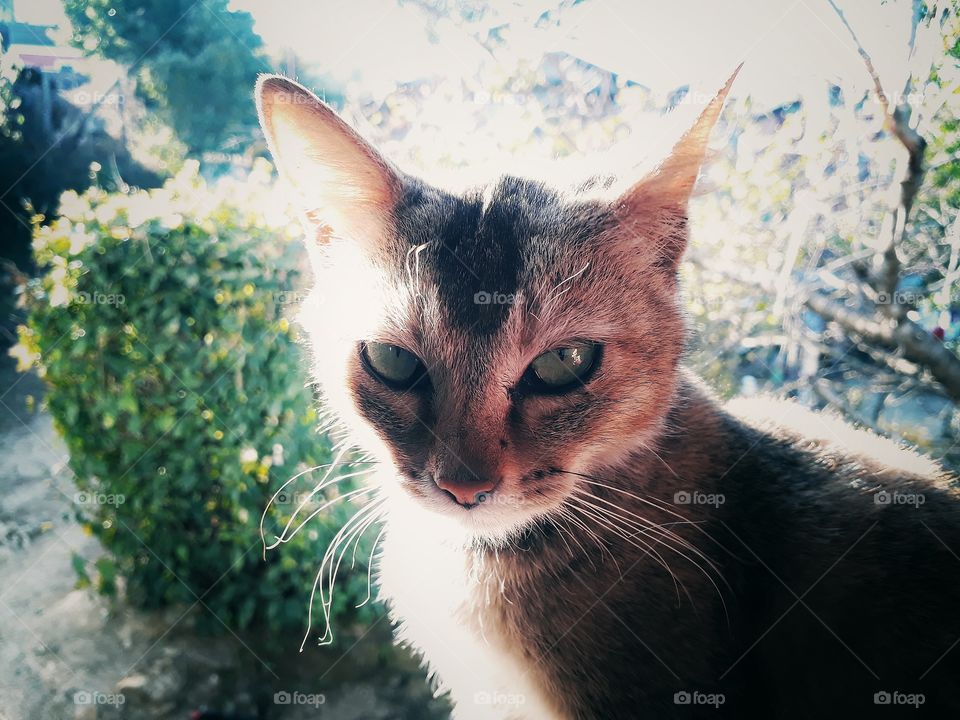 This cute cat was so much ready for a portrait shot