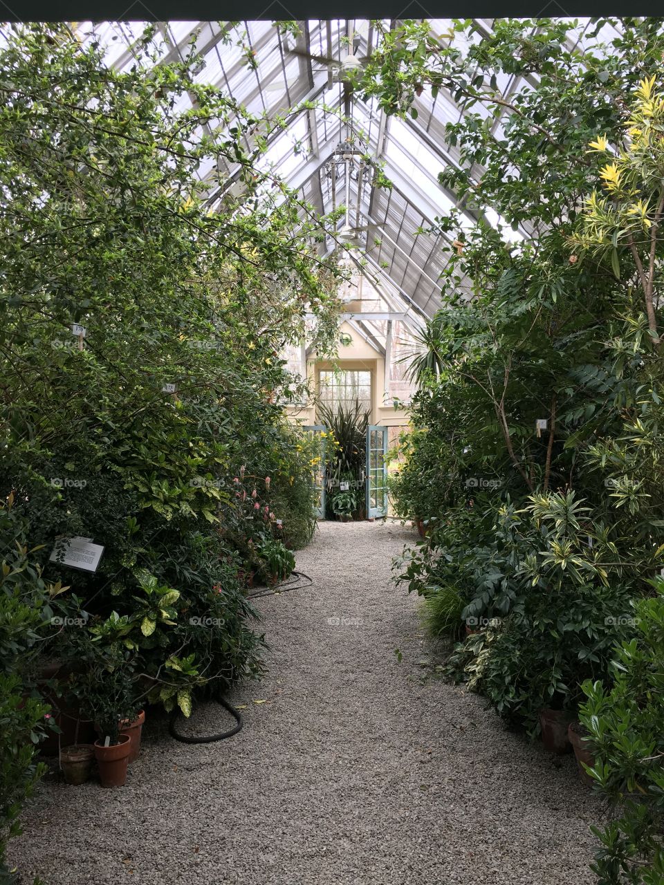 Lush plants line either side of a gravel pathway inside an old greenhouse with glass ceiling