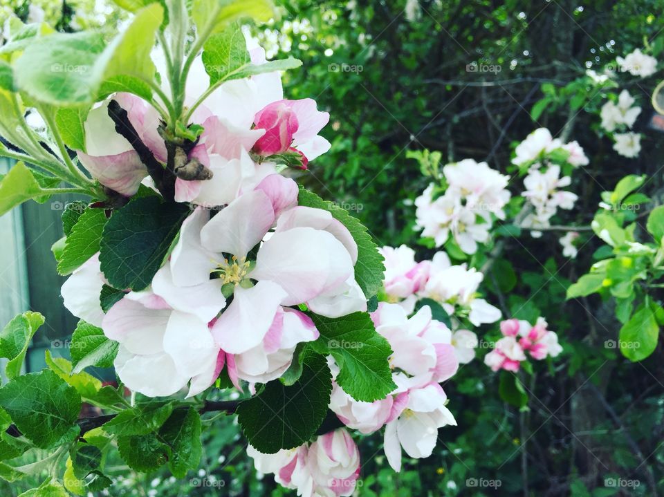 Apple blossom
